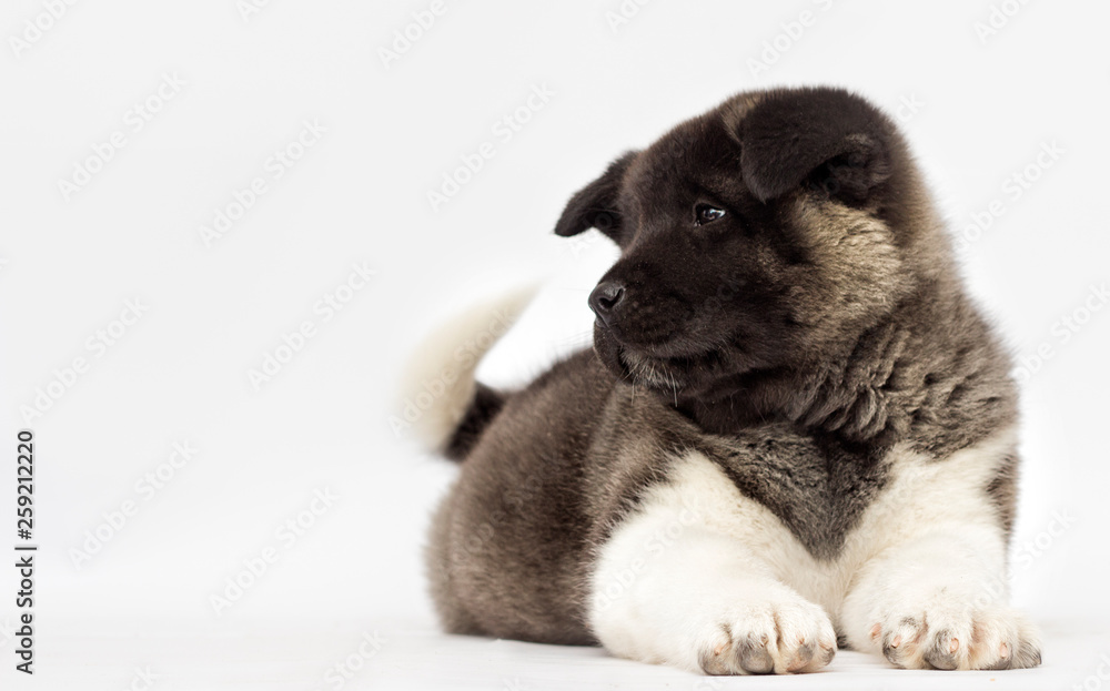 little puppies of american akita breed on white background little puppies of american akita breed on white background