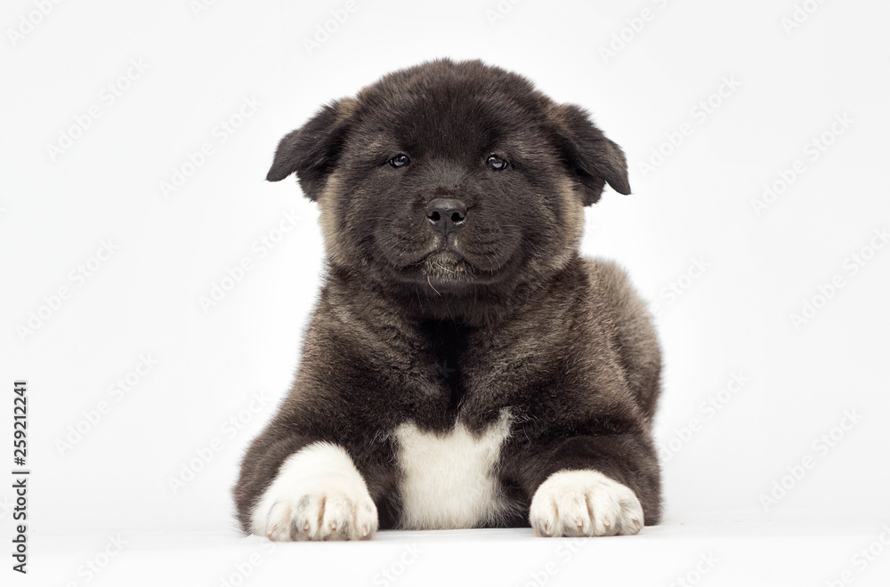 little puppies of american akita breed on white background little puppies of american akita breed on white background