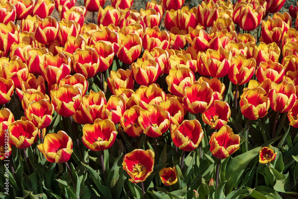 Red and yellow beautiful tulips field in spring time with sun rays. Beautiful spring flower tulips in the garden. Yellow tulip flower with red stripes. Red and yellow beautiful tulips field in spring time with sun rays. Beautiful spring flower tulips in the garden. Yellow tulip flower with red stripes.