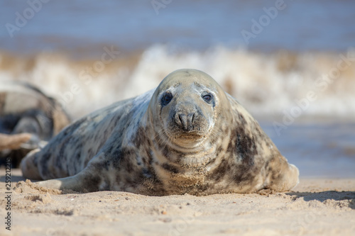 Grey seal portrait image. Beautiful marine mammal looking at camera.
