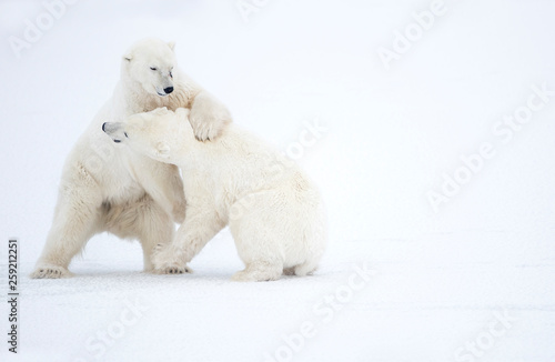 Polar bears fighting on snowy landscape