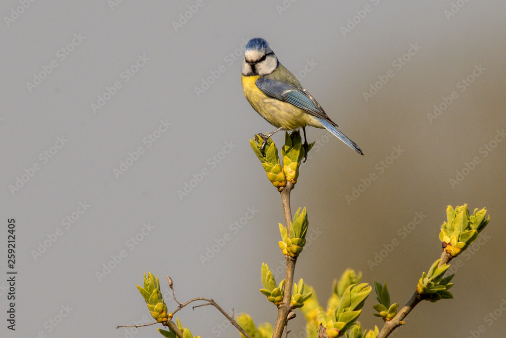 Obraz premium Blaumeise (Cyanistes caeruleus, Syn.: Parus caeruleus)