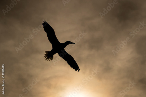 Silhouette of northern gannet flying in sky at dusk photo