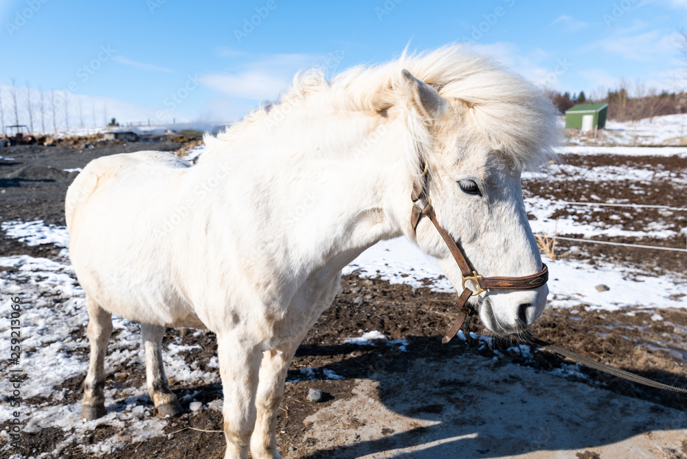 Obraz premium icelandic white horse