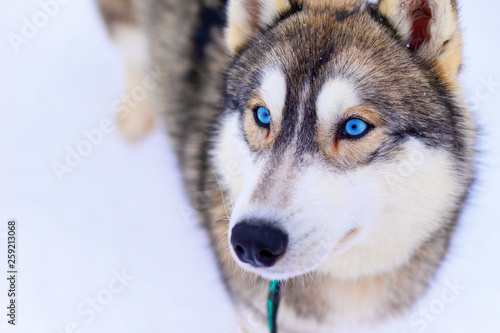 Husky dog with blue eyes intently looking straight at the photographer