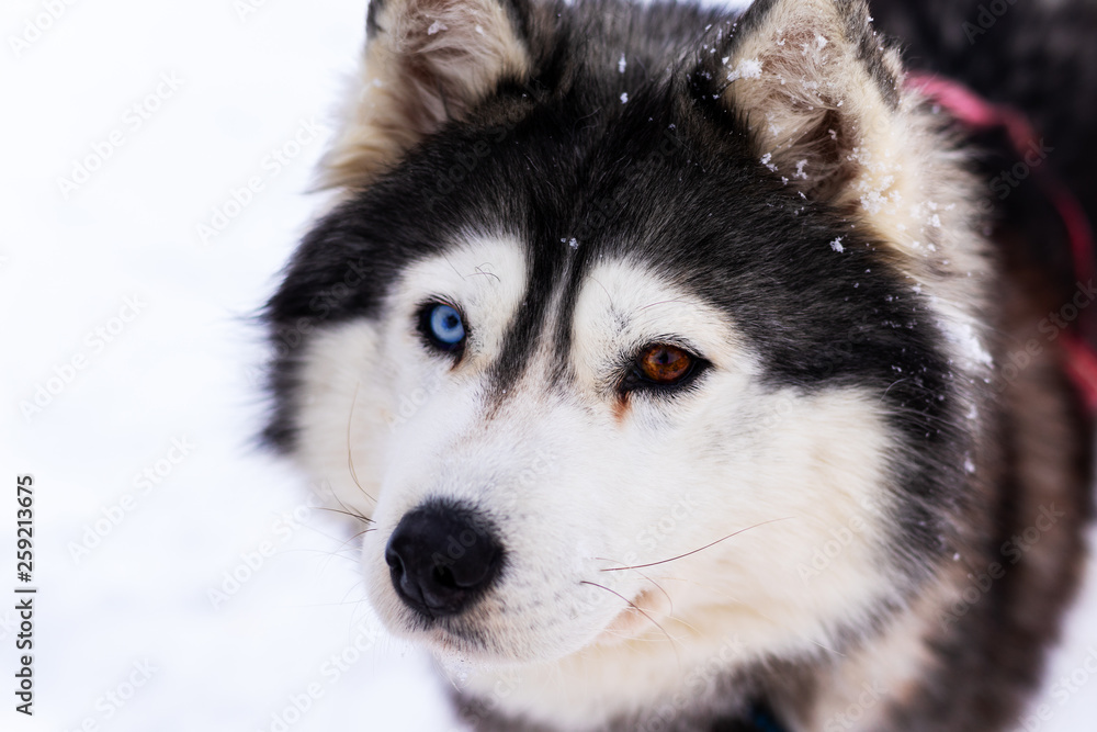 Husky dog with blue eyes intently looking straight at the photographer. Closeup Siberian Husky Puppy with Different Eyes