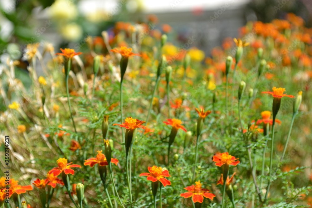 Orange Flowers Orange Flowers