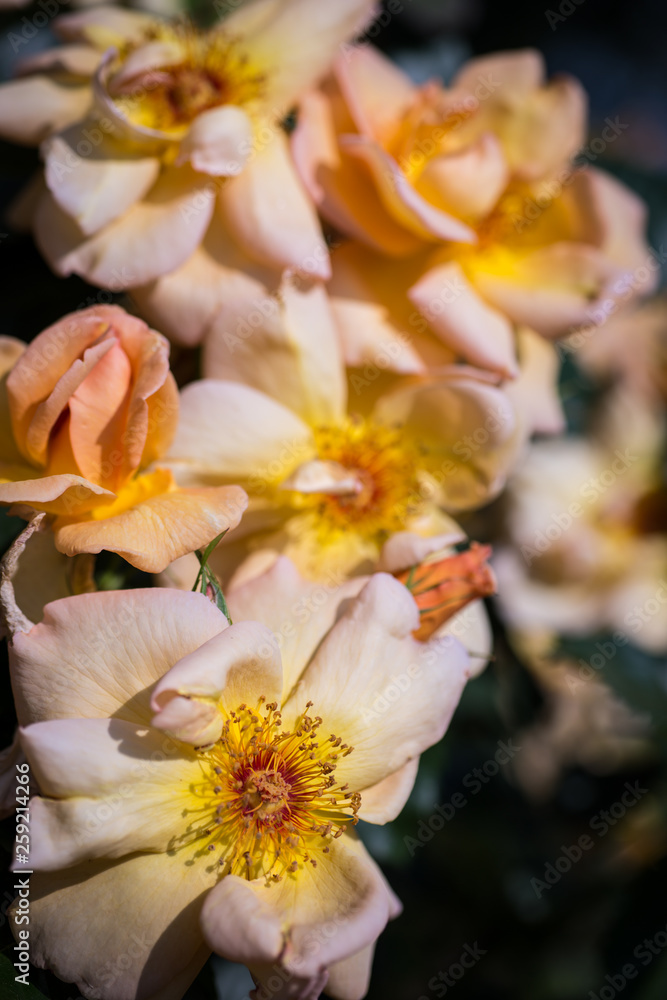 Fototapeta premium Rosenblüten apricot