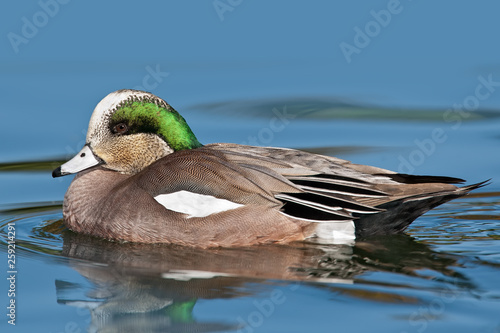American Wigeon (Anas americana)