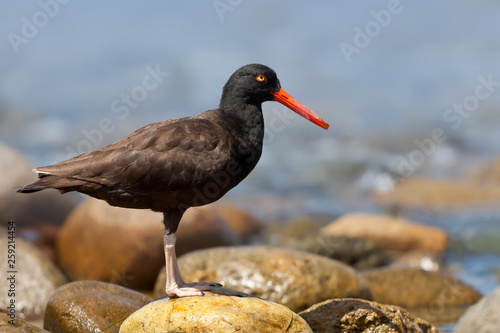 Fényképezés Black Oystercatcher (Haematopus bachmani)