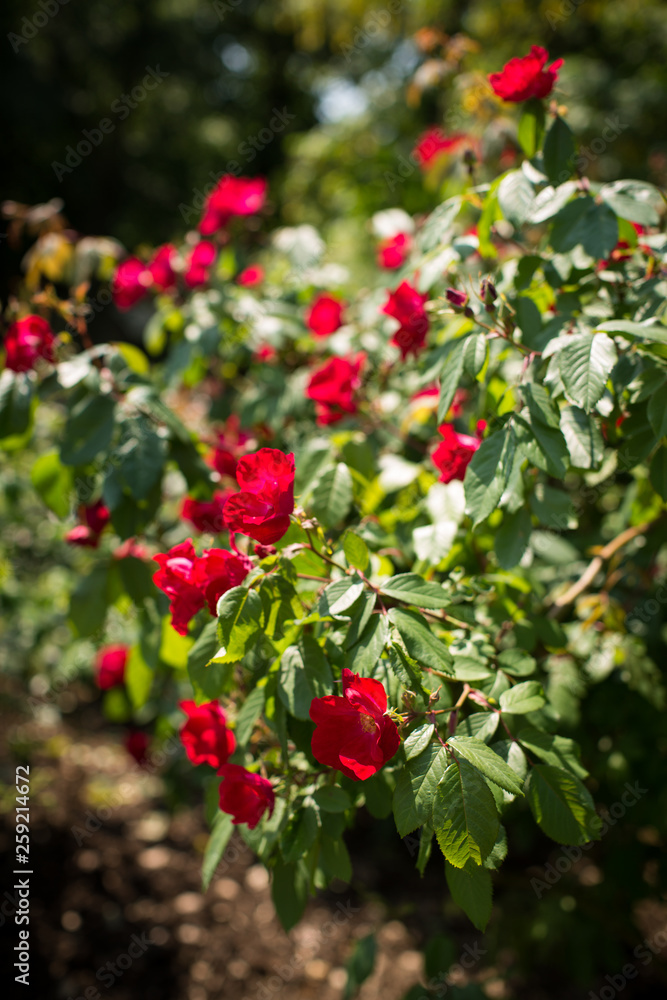 Für Rosenrot Für Rosenrot