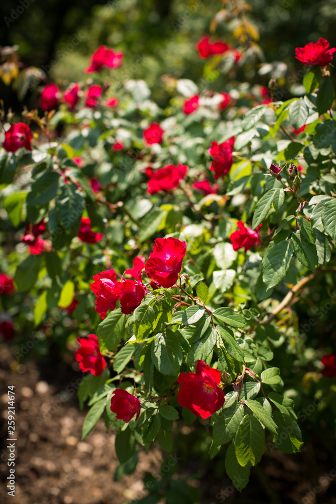 Roter Rosenbusch