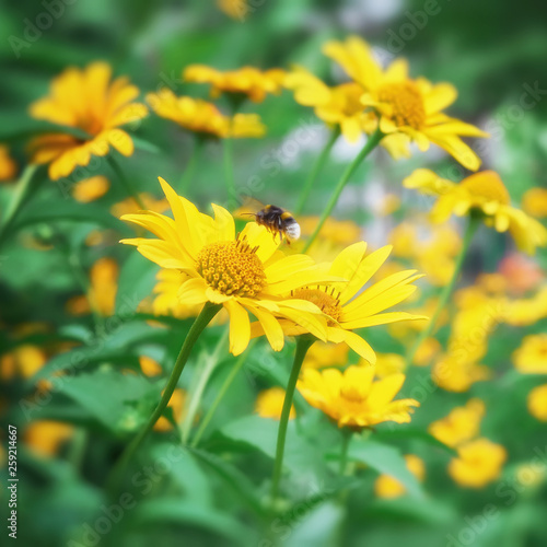 Yellow daisies and a fluttering bumblebee on a summer meadow in the sunlight. Natural flower image. © Vladimir Kazimirov
