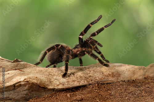 Closeup female of Spider Tarantula  (Lasiodora parahybana) in threatening position. These spiders considered to be the third largest tarantula in the world. Females can live up to 25 years. photo