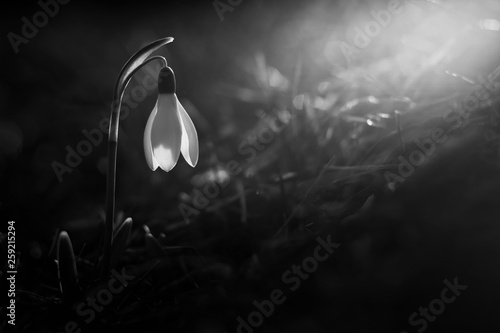 First snowdrop growing from snow. Close-up white spring flowers. Galanthus nivalis. Awakening nature.