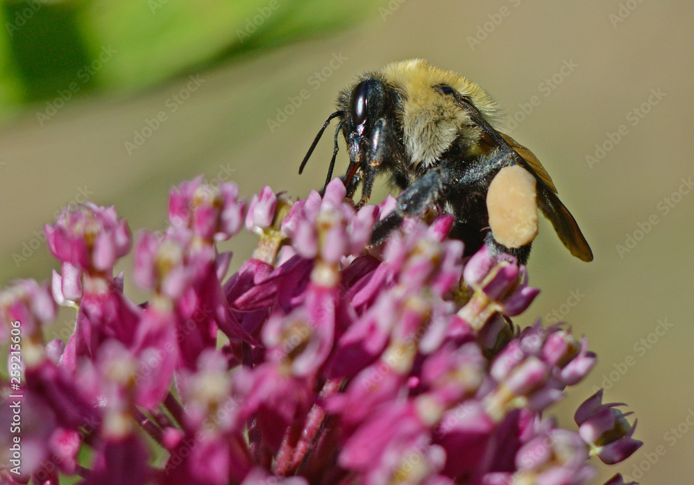 Large Mining Bee feeds on pink Mlkweed with pollen on his legs. Large Mining Bee feeds on pink Mlkweed with pollen on his legs.