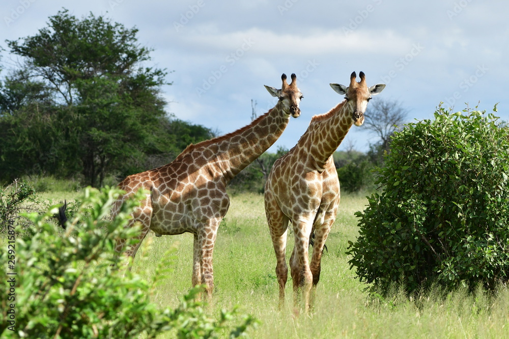 Obraz premium two curious giraffe,Kruger national park,South Africa