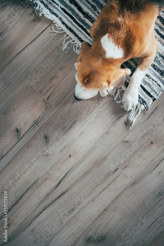 Pies rasy Beagle spokojnie śpi na macie w paski na podłodze laminowanej. Zwierzęta w przytulnym domu widok z góry.