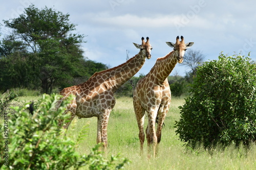 two curious giraffe Kruger national park South Africa