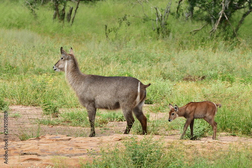 waterbuck antelope wit its young calf Kruger national park South Africa