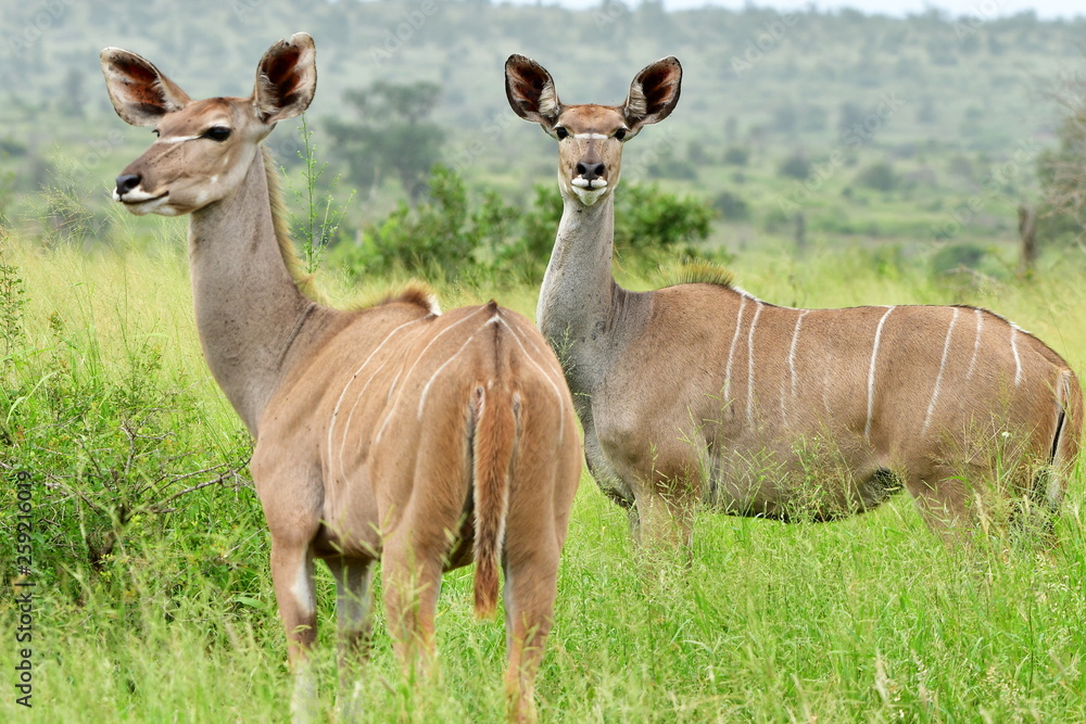 curious female of kudu antelope,Kruger national park