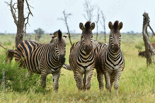 cute zebras in front of camera Kruger national park in South Africa