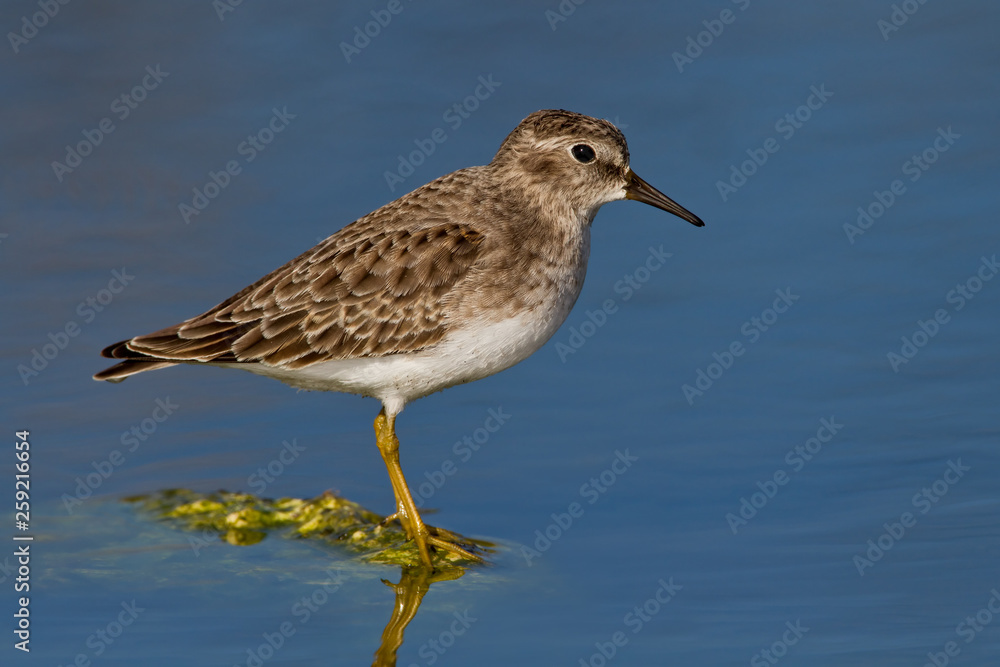 Least Sandpiper (Calidris minutilla) Least Sandpiper (Calidris minutilla)