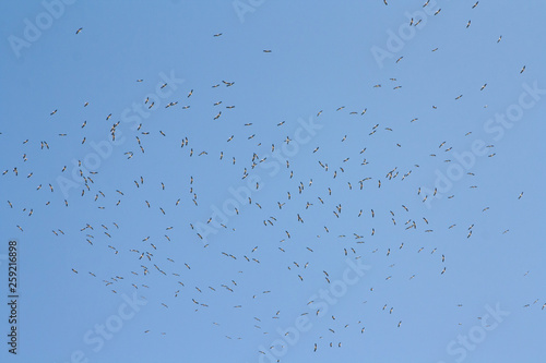Flying black-headed seagulls against the sky