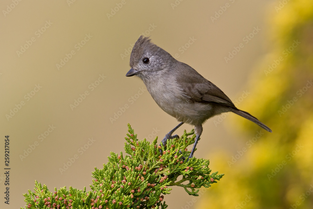 Oak Titmouse (Baeolophus inomatus) Oak Titmouse (Baeolophus inomatus)