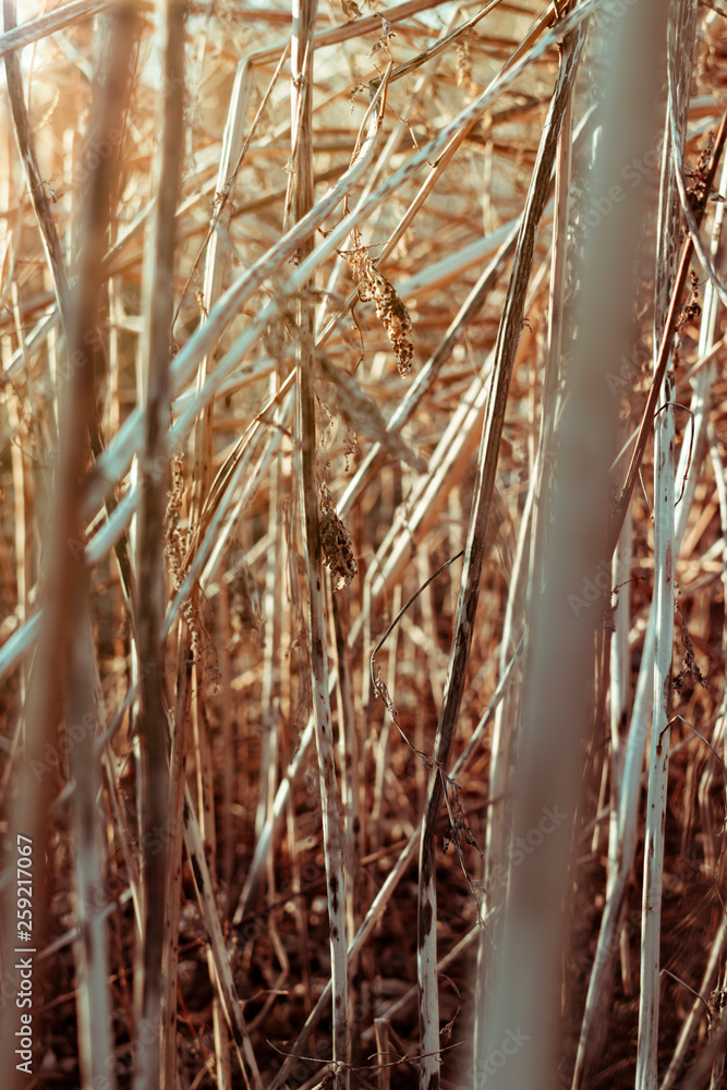 Fototapeta premium texture of dry tall grass against the sunset