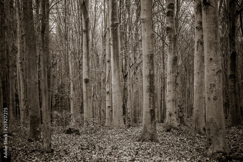 Fototapeta Naklejka Na Ścianę i Meble -  bory iglaste w Europie