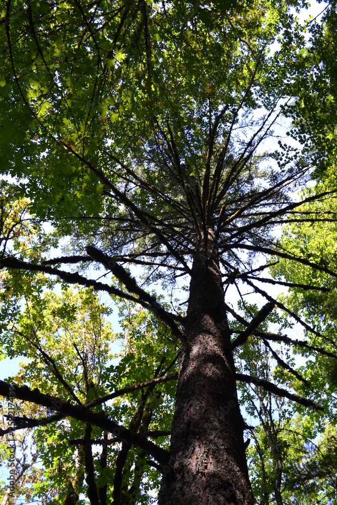 Fototapeta premium tree in the forest