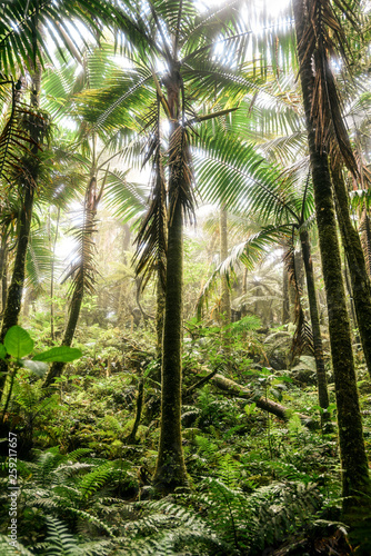 El Yunque National Forest in Puerto Rico 