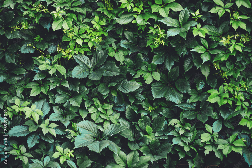 Hedge of big green leaves in spring. Green fence of parthenocissus henryana. Natural background of girlish grapes. Floral texture of parthenocissus inserta. Rich greenery. Plants in botanical garden. Hedge of big green leaves in spring. Green fence of parthenocissus henryana. Natural background of girlish grapes. Floral texture of parthenocissus inserta. Rich greenery. Plants in botanical garden.