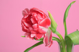 Coral tulip flower isolated on pink background.
