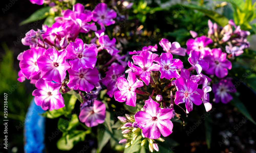 deep pink flowers in the garden in the spring deep pink flowers in the garden in the spring