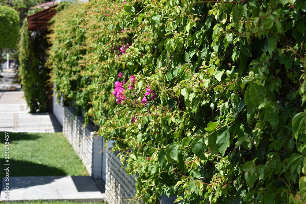 Pared de enredadera verde con pequeñas flores rosas 