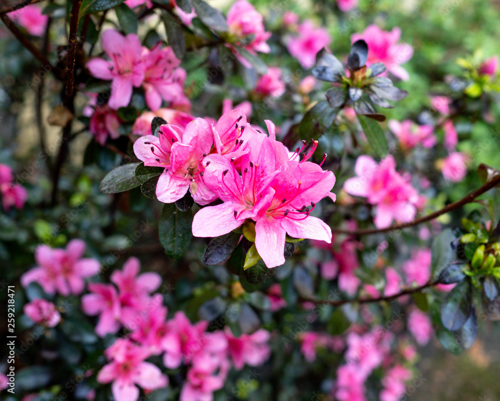 pink azalea in the garden in the spring