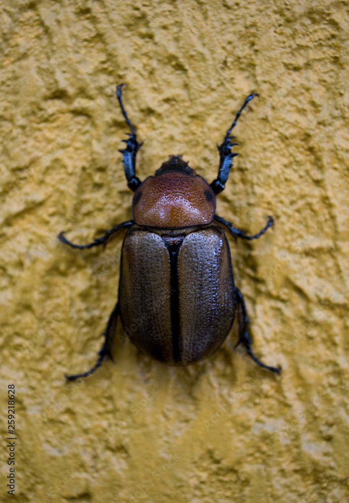 Escarabajo de abril