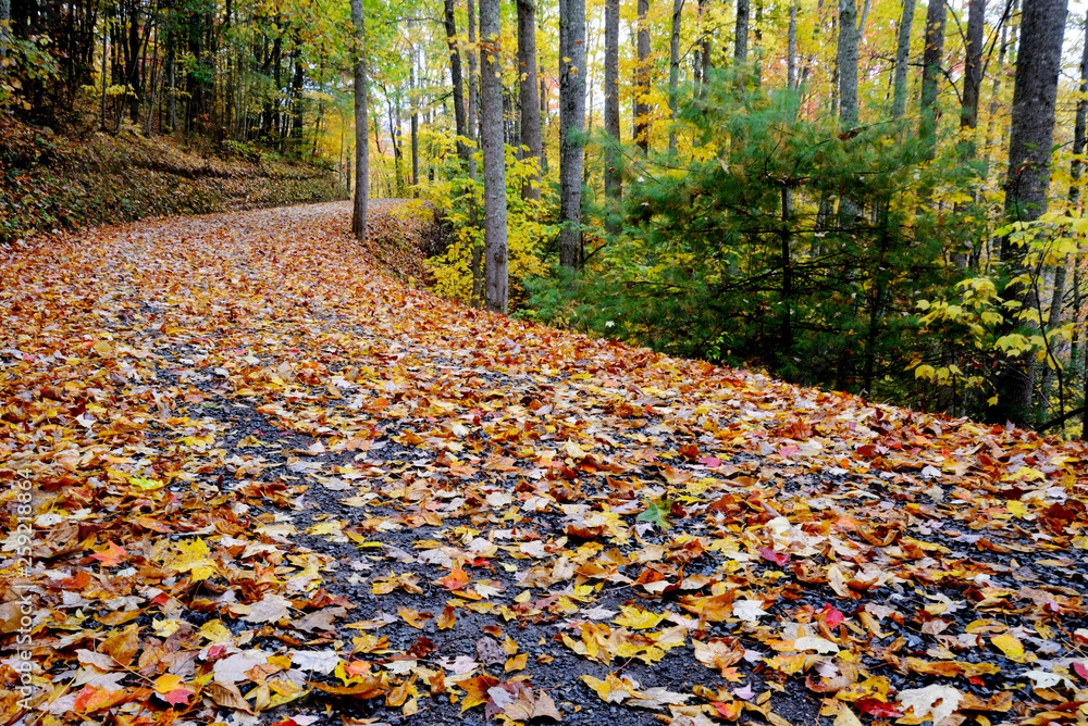 Small narrow mountainous road in autumn in the Smoky Mountains.