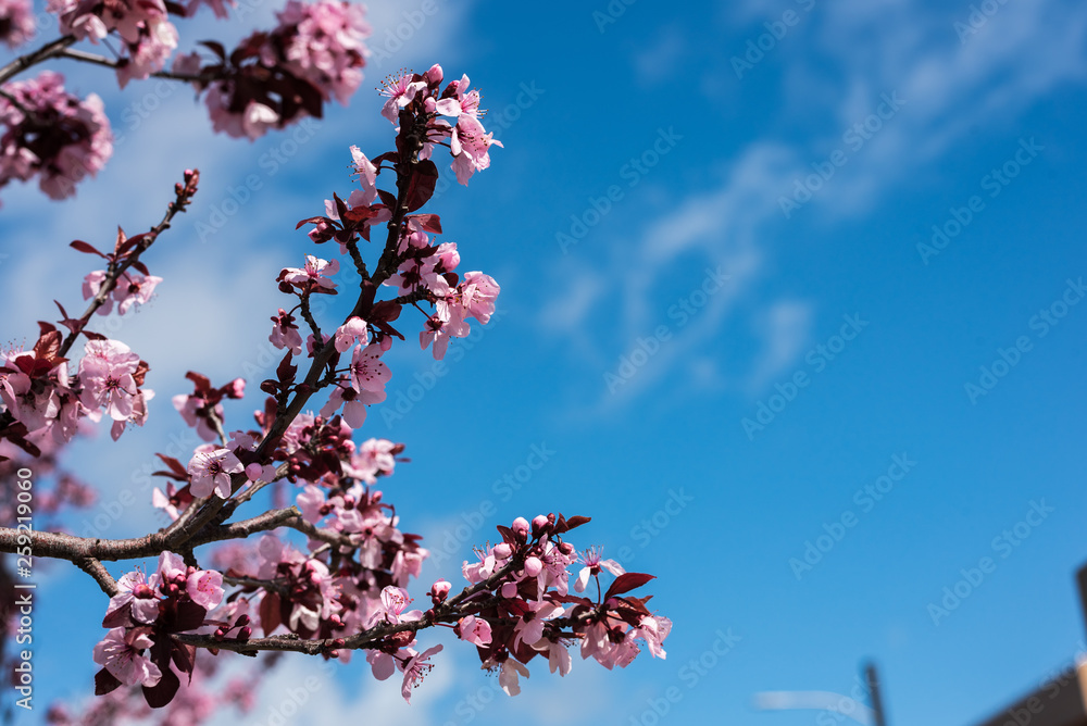 cherry blossom in spring cherry blossom in spring