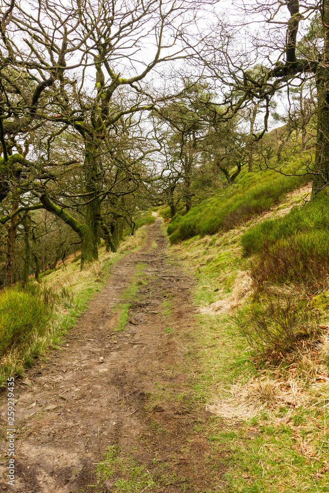 A forest path trail with trees and green vegetation under a white cloudy sky A forest path trail with trees and green vegetation under a white cloudy sky