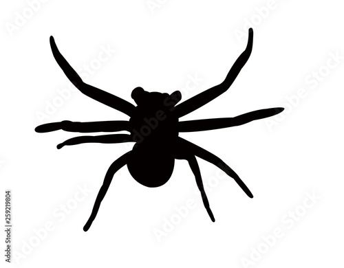 a spider body silhouette vector