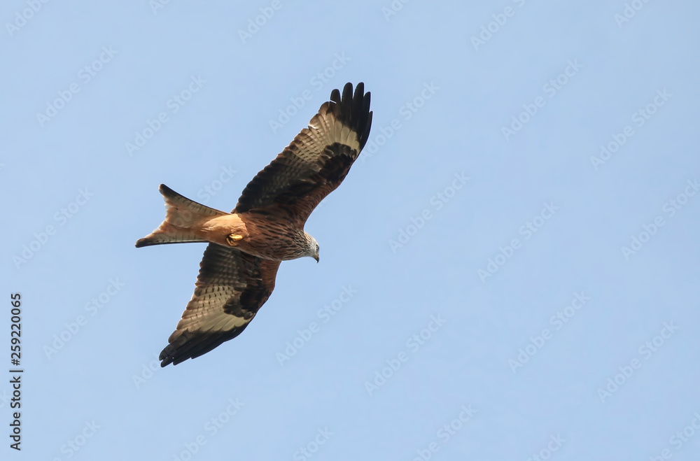 Obraz premium Red Kite in flight