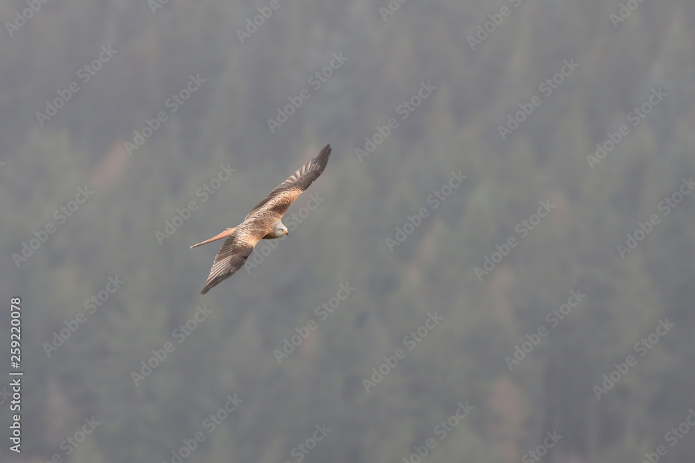Fototapeta premium Red Kite in flight
