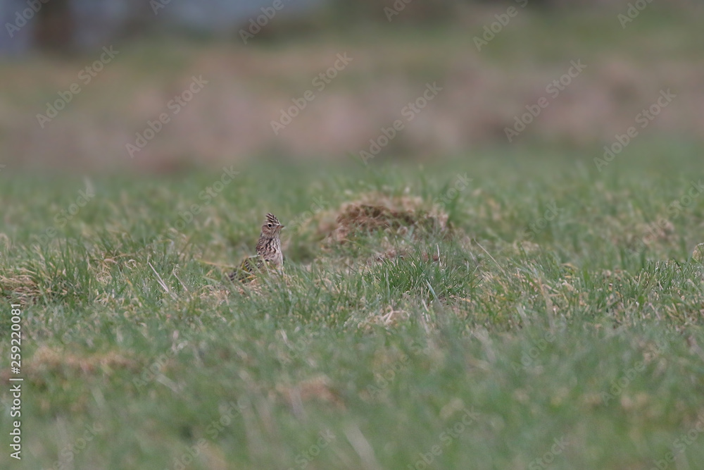 Skylark