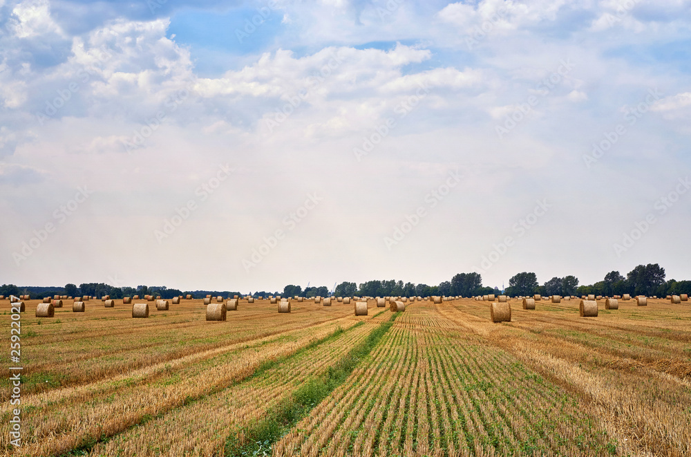 Straw bales in the summer on a field.