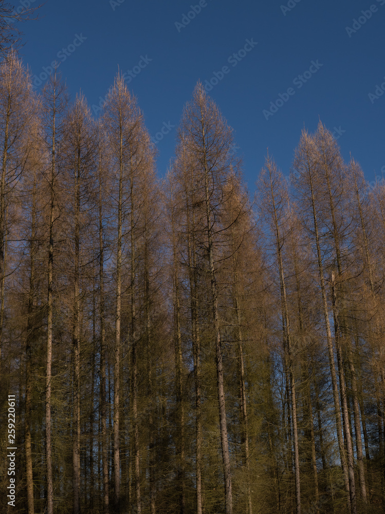 larches in a forest