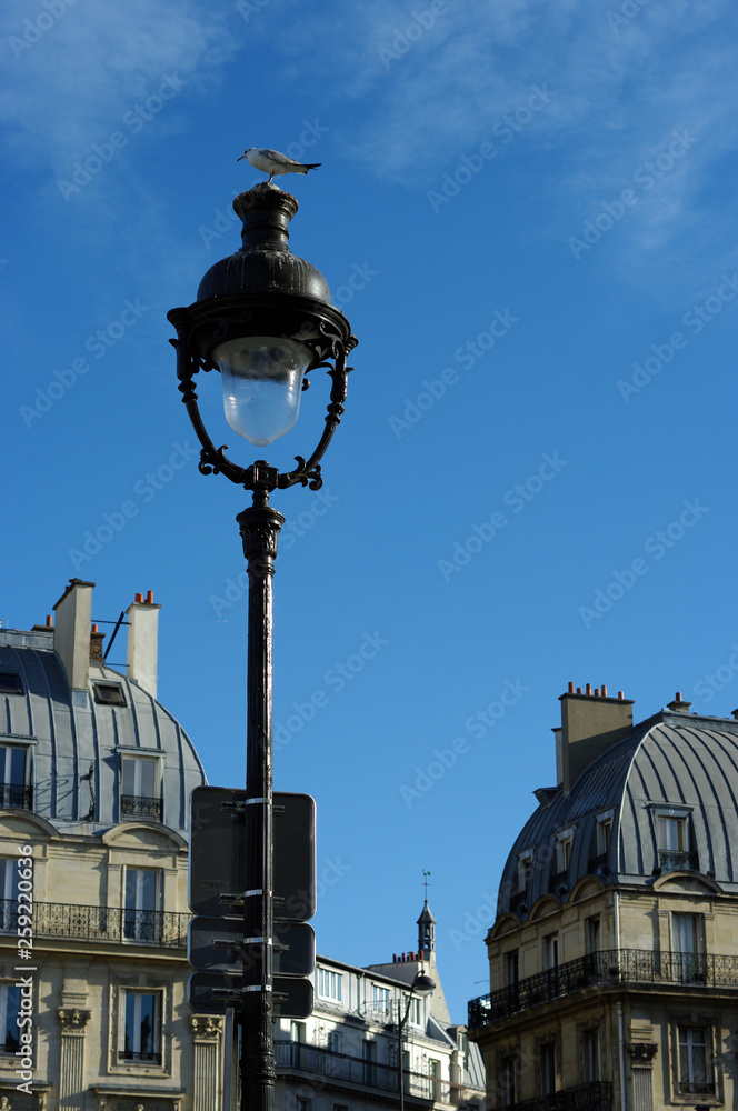 Mouette sur un réverbère parisien