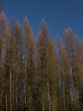 larches in a forest